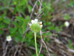 Lantana achyranthifolia