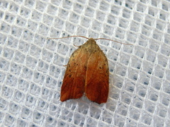 Tortricopsis pyroptis