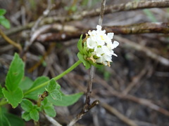 Lantana achyranthifolia
