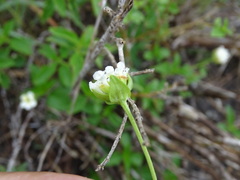 Lantana achyranthifolia