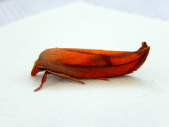 Wingia aurata