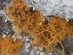 Teloschistes flavicans
