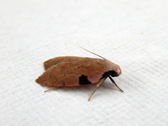 Zonopetala quadripustulella