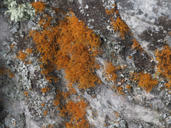 Teloschistes flavicans