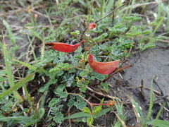 Hoffmannseggia glauca