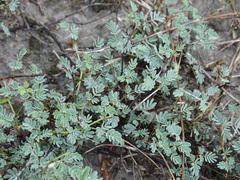 Hoffmannseggia glauca