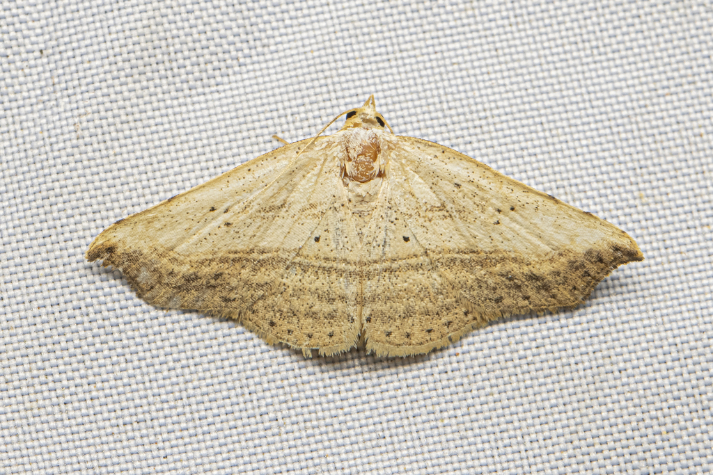 Laspeyria diplochorda