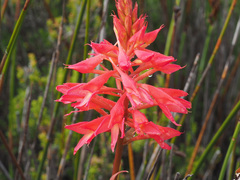 Disa ferruginea