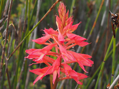 Disa ferruginea