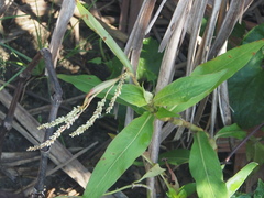 Persicaria barbata