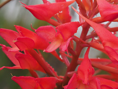 Disa ferruginea