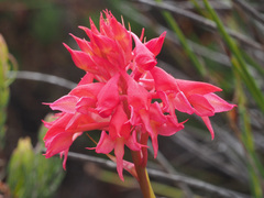 Disa ferruginea