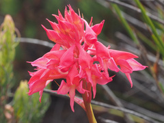 Disa ferruginea