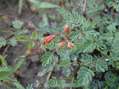 Hoffmannseggia glauca