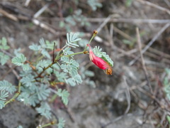 Hoffmannseggia glauca