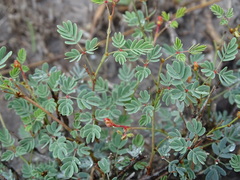 Hoffmannseggia glauca