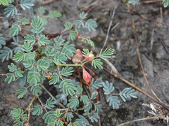 Hoffmannseggia glauca