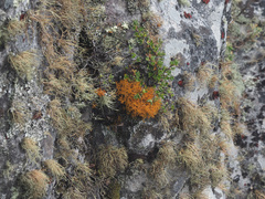 Teloschistes flavicans