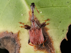 Paracycnotrachelus