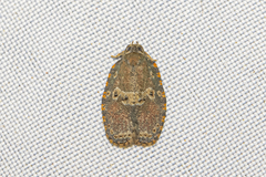 Cnesteboda celligera