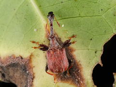 Paracycnotrachelus