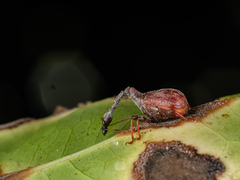 Paracycnotrachelus
