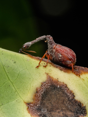Paracycnotrachelus