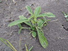 Ditaxis humilis