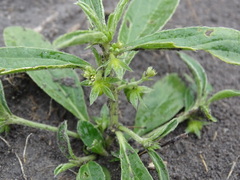 Ditaxis humilis