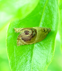 Acroceuthes metaxanthana