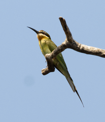 Merops superciliosus