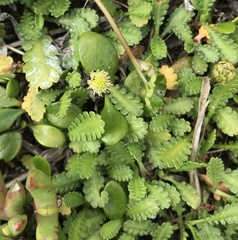 Leptinella dioica