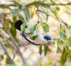 Cyanolanius madagascarinus