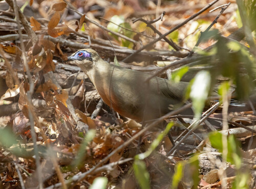 Coquerel's Coua (Coua coquereli), photo 7