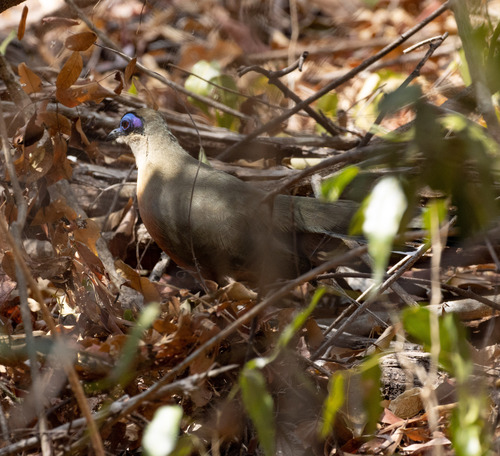 Coquerel's Coua (Coua coquereli), photo 8
