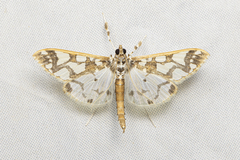 Polythlipta divaricata