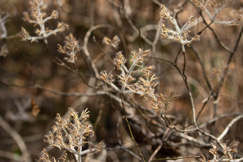 Hypoestes lasioclada image