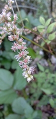Astilbe longicarpa