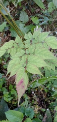 Astilbe longicarpa
