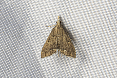Diplopseustis perieresalis