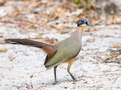 Coua ruficeps ruficeps