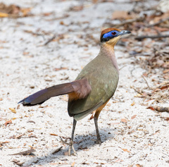 Coua ruficeps ruficeps