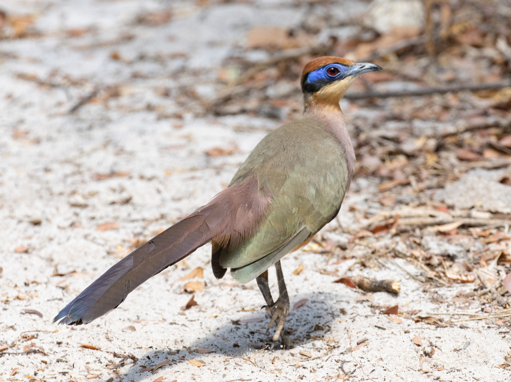 Red-capped Coua photo