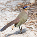 Red-capped Coua - Photo (c) avocat, some rights reserved (CC BY-NC), uploaded by avocat