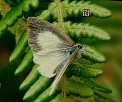 Udara akasa