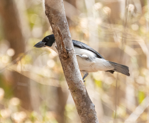 Van Dam's Vanga (Xenopirostris damii), photo 6