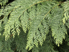 Chamaecyparis lawsoniana