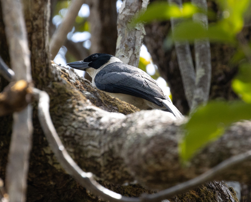 Van Dam's Vanga (Xenopirostris damii), photo 5