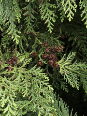 Chamaecyparis lawsoniana