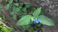 Commelina benghalensis